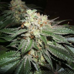 Nasiona marihuany Serious 6 - opis odmiany konopi