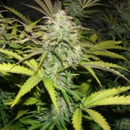 Nasiona marihuany Motavation - opis odmiany konopi