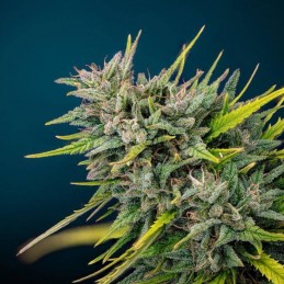 Nasiona medycznej marihuany Double Dutch - odmiana konopi