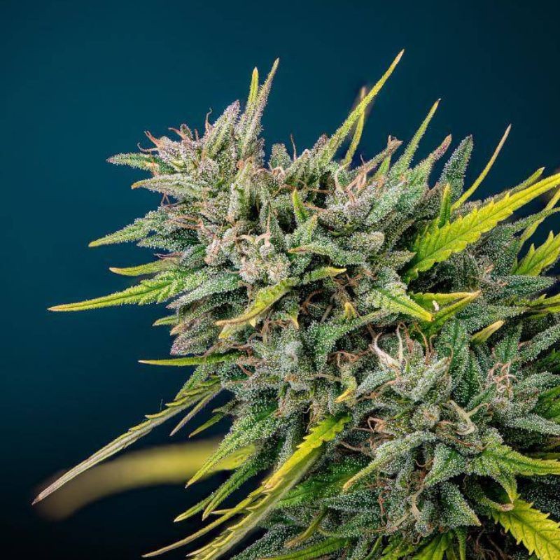 Nasiona medycznej marihuany Double Dutch - odmiana konopi