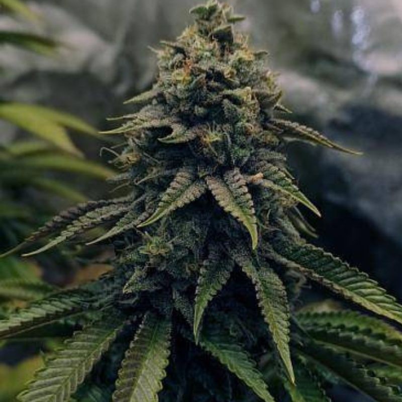 Nasiona marihuany Chronic 100% - odmiana konopi