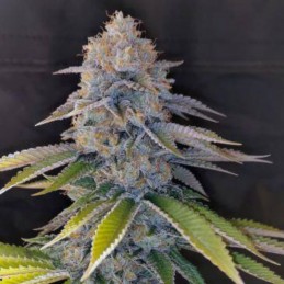 Medyczne nasiona marihuany CBD Enriched Warlock - odmiana konopi