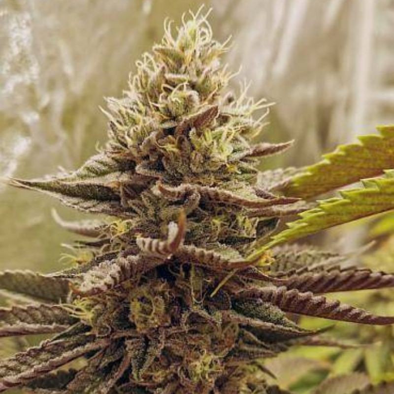 Medyczne nasiona marihuany CBD Chronic - odmiana konopi