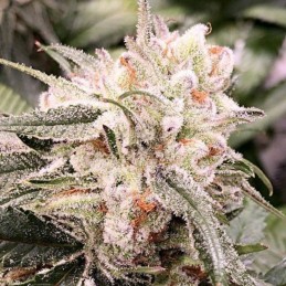 Nasiona marihuany Yumbolt - opis odmiany konopi