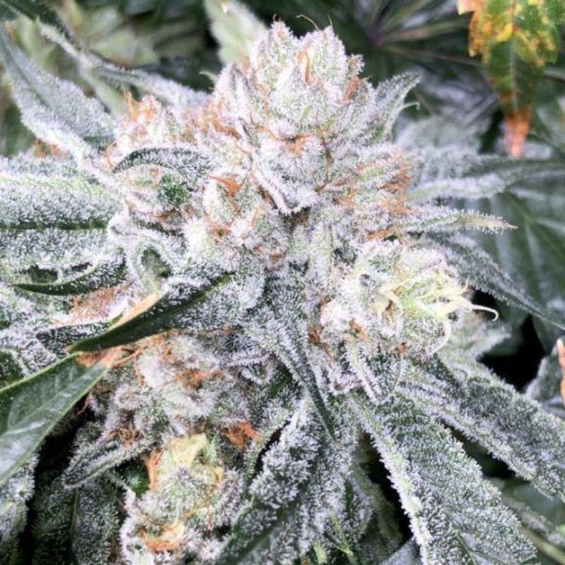 nasiona marihuany Western Winds - opis odmiany konopi