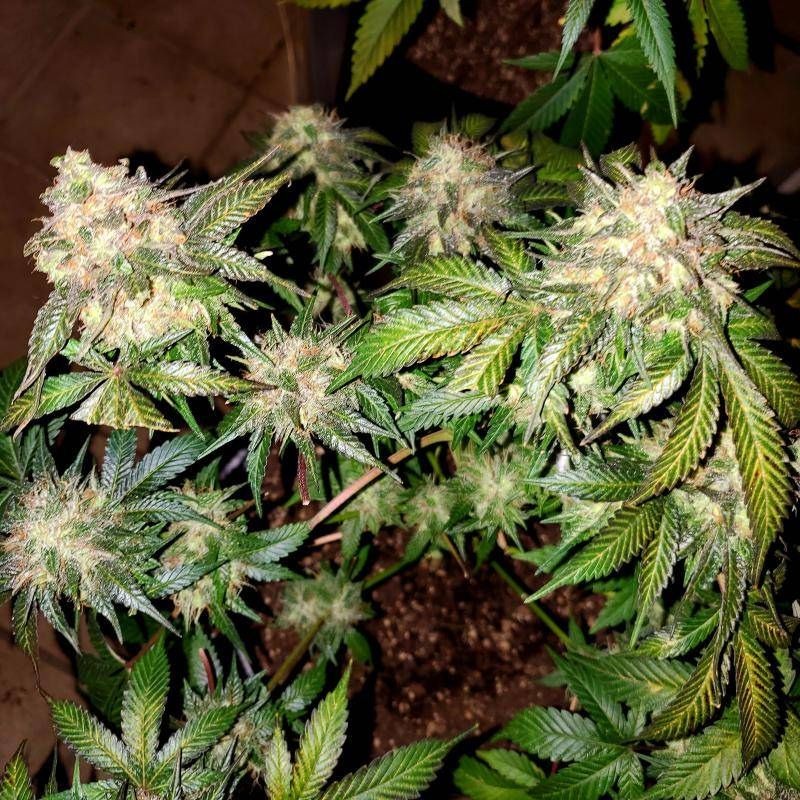 Nasiona marihuany Strawberry D-Lite - opis odmiany konopi