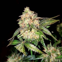 Nasiona marihuany automatyczne Solo Ryder Auto - opis odmiany konopi
