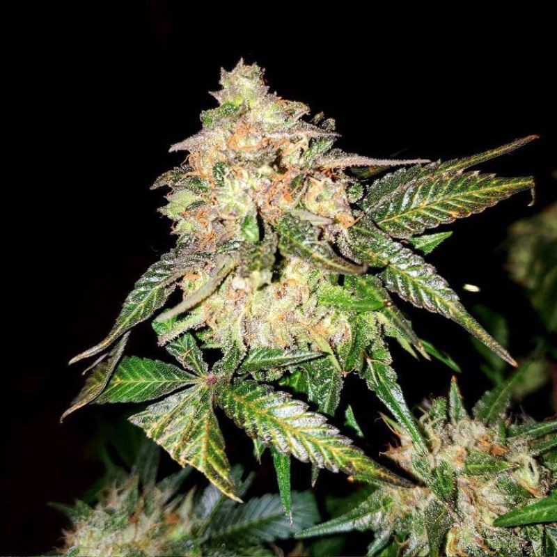 Nasiona marihuany automatyczne Solo Ryder Auto - opis odmiany konopi