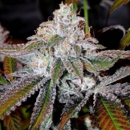 Nasiona marihuany Smurfberry - opis odmiany konopi