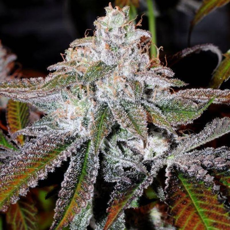 Nasiona marihuany Smurfberry - opis odmiany konopi