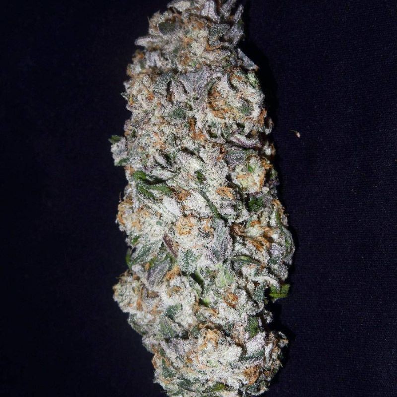 Nasiona marihuany Purple Pinecone - opis odmiany konopi