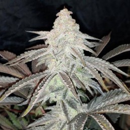 Nasiona marihuany Northern Lights 9 - opis odmiany konopi