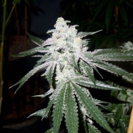 Nasiona marihuany Matanuska Tundra - opis odmiany konopi