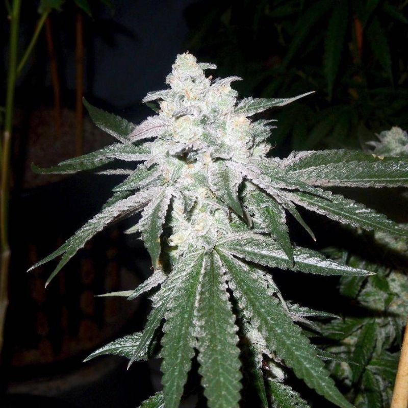 Nasiona marihuany Matanuska Tundra - opis odmiany konopi