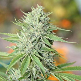 Nasiona marihuany Indica XXL - opis odmiany konopi