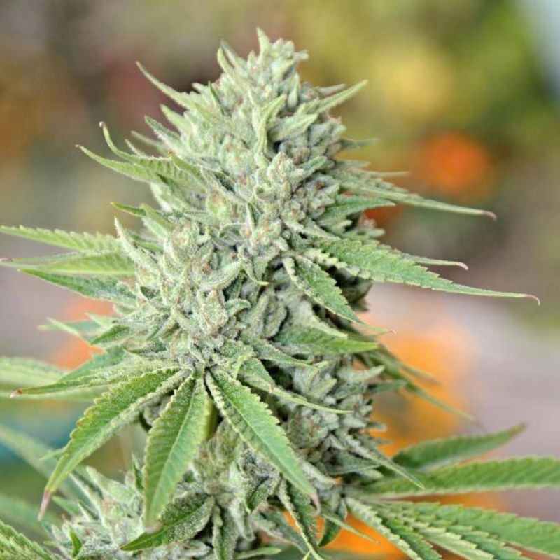 Nasiona marihuany Indica XXL - opis odmiany konopi