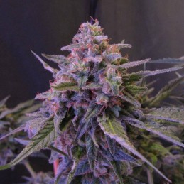 Nasiona marihuany Early Riser - odmiana konopi