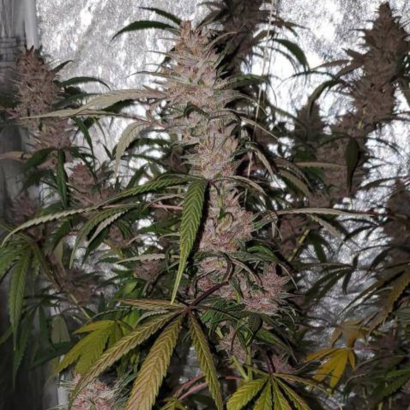 Nasiona medycznej marihuany Double Diesel Ryder - odmiana konopi