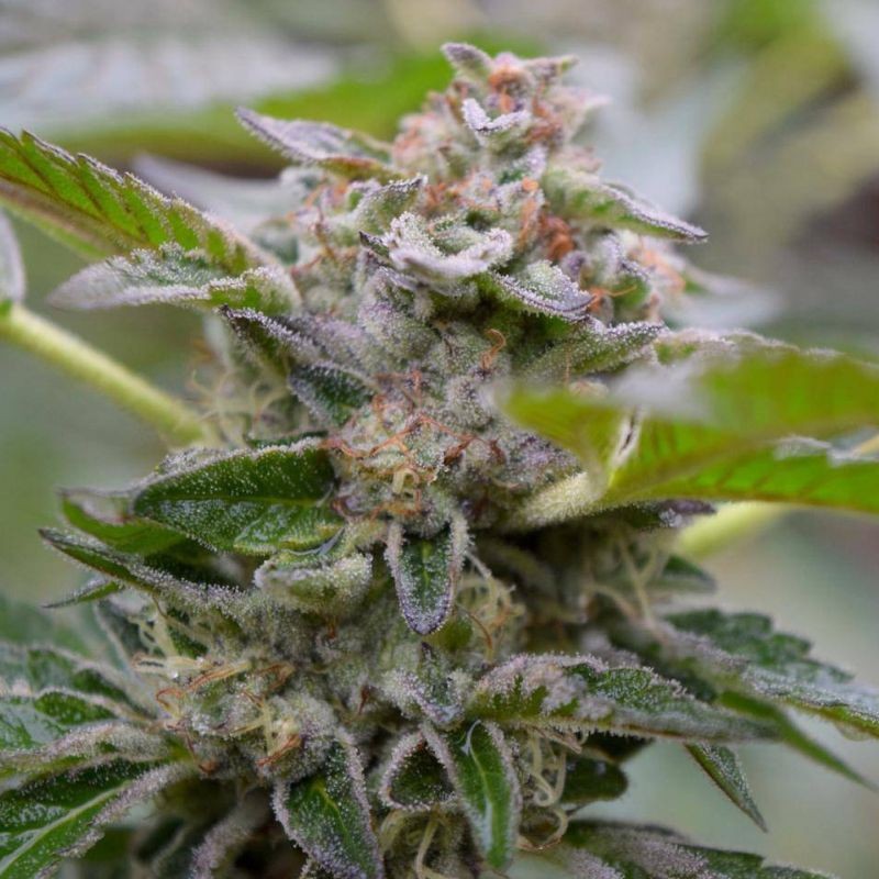 Nasiona marihuany Cheez Wreck - odmiana konopi