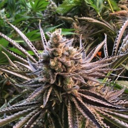 Nasiona marihuany Cal-Train Wreck - odmiana konopi