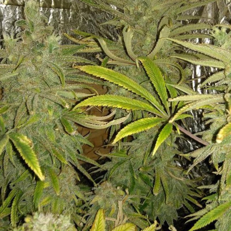 Nasiona marihuany A1 Haze - odmiana konopi