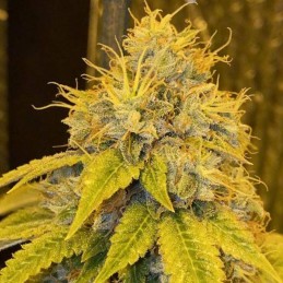 Nasiona marihuany Diamond Head Regular - odmiana konopi