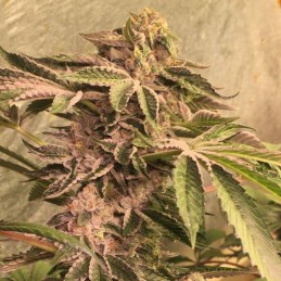 Nasiona marihuany Bubbleberry Regular - odmiana konopi