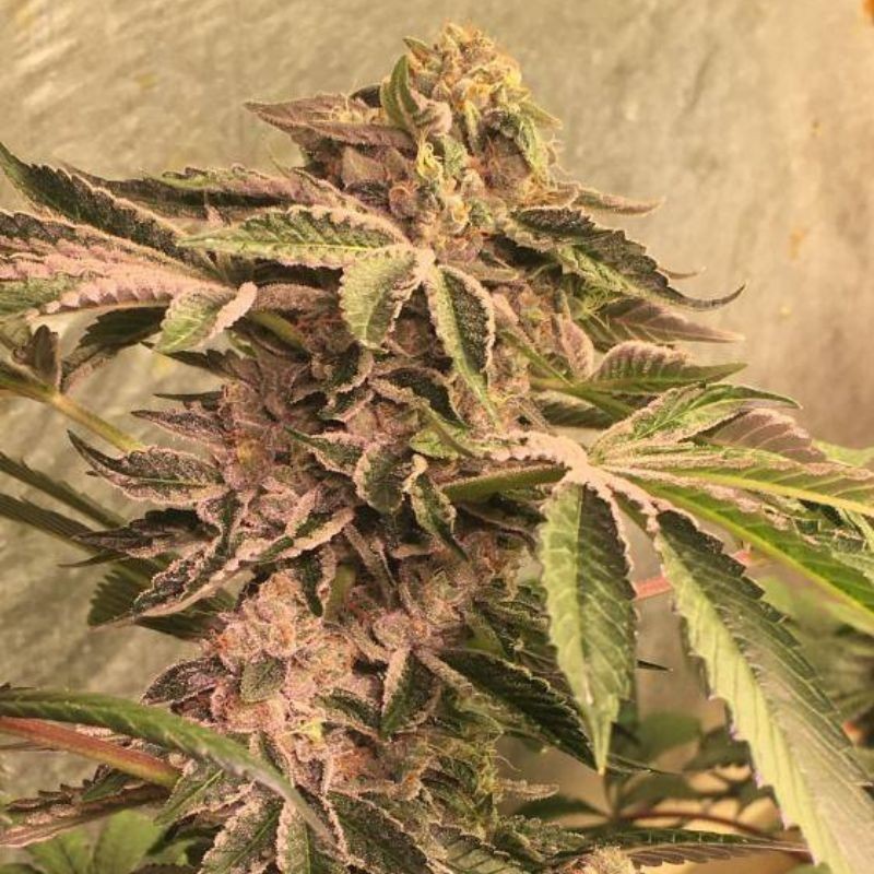 Nasiona marihuany Bubbleberry Regular - odmiana konopi