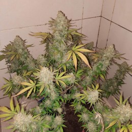 Nasiona marihuany Blueberry Bud - odmiana konopi