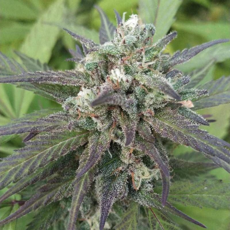 Nasiona marihuany Blue Thunder Regular - odmiana konopi