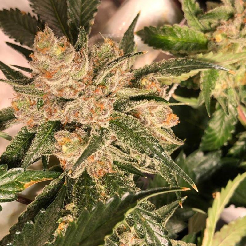 Nasiona marihuany Zombie Kush - odmiana konopi