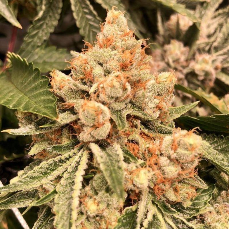 Nasiona marihuany Zombie Kush - opis odmiany konopi