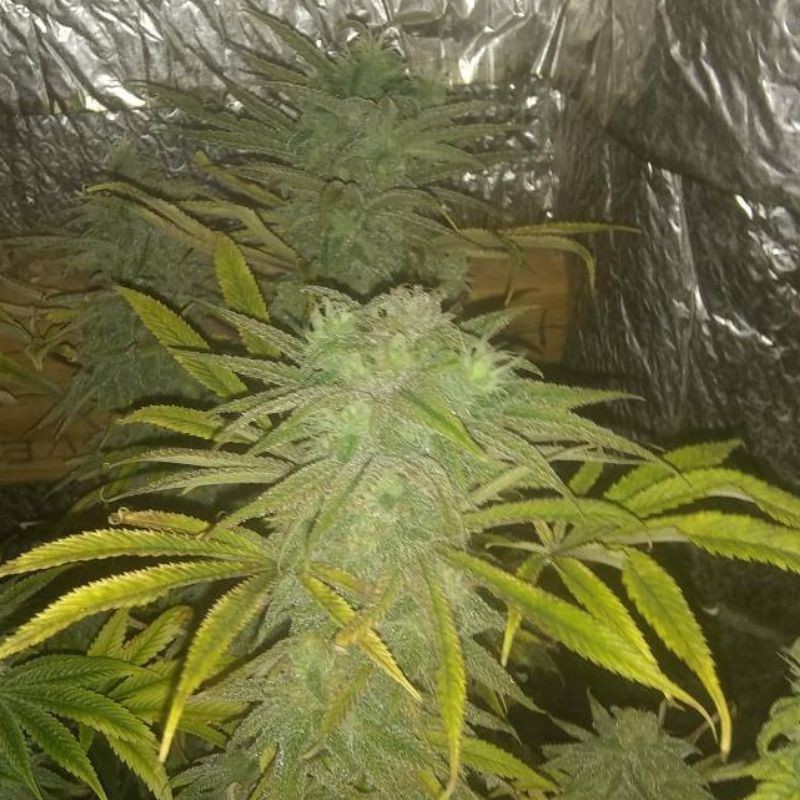 Nasiona marihuany Washing Machine - opis odmiany konopi