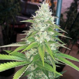 Nasiona marihuany Toxic - opis odmiany konopi