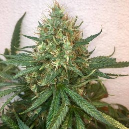 Nasiona marihuany Sour Ripper - opis odmiany konopi