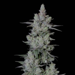 Nasiona marihuany Sideral - opis odmiany konopi