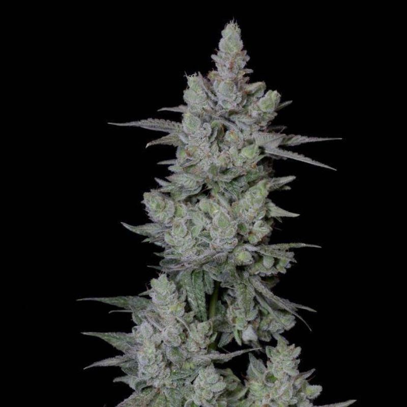 Nasiona marihuany Sideral - opis odmiany konopi