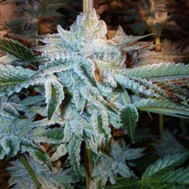 Nasiona marihuany Ripper Haze - opis odmiany konopi