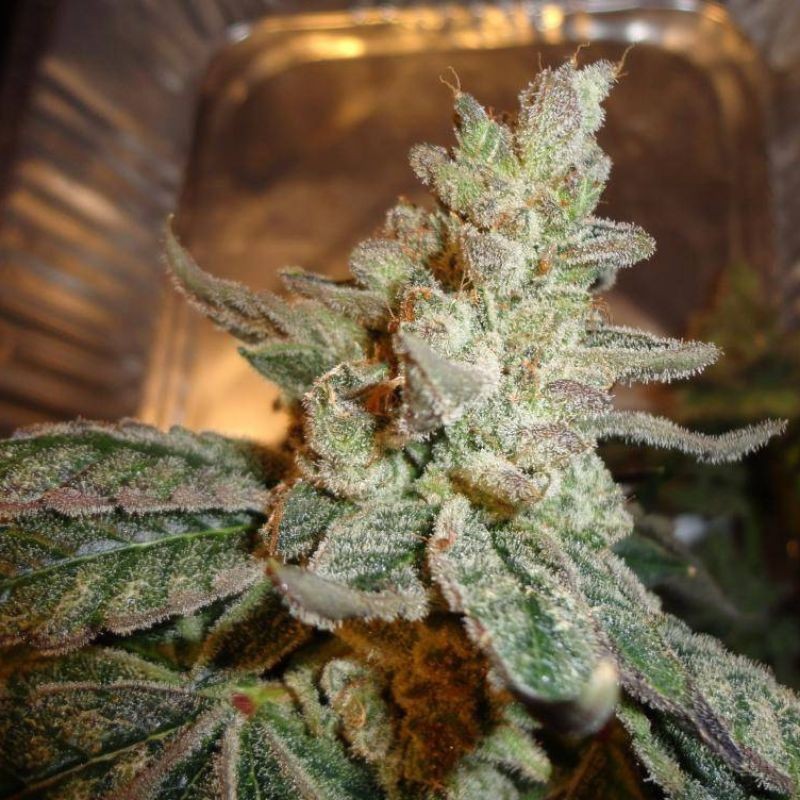 Nasiona marihuany Ripper Badazz - opis odmiany konopi