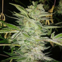 Nasiona marihuany Radical Juice - opis odmiany konopi