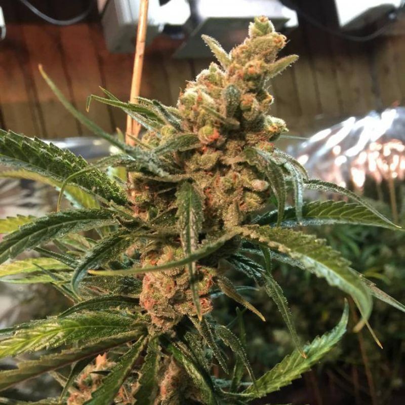 Nasiona marihuany OMG - opis odmiany konopi