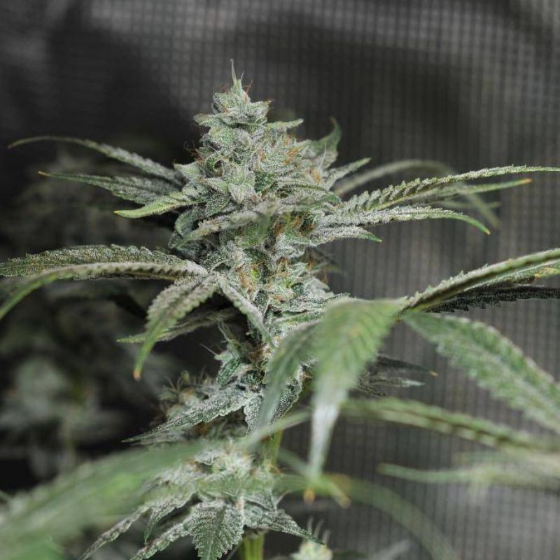 Nasiona marihuany Old School - opis odmiany konopi
