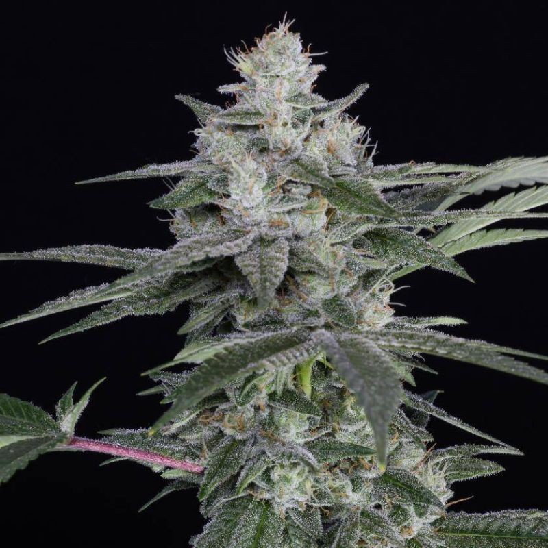 Nasiona marihuany Kmintz - opis odmiany konopi