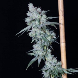 Nasiona marihuany DO-G - odmiana konopi