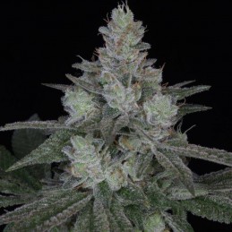 Nasiona marihuany Criminal - odmiana konopi