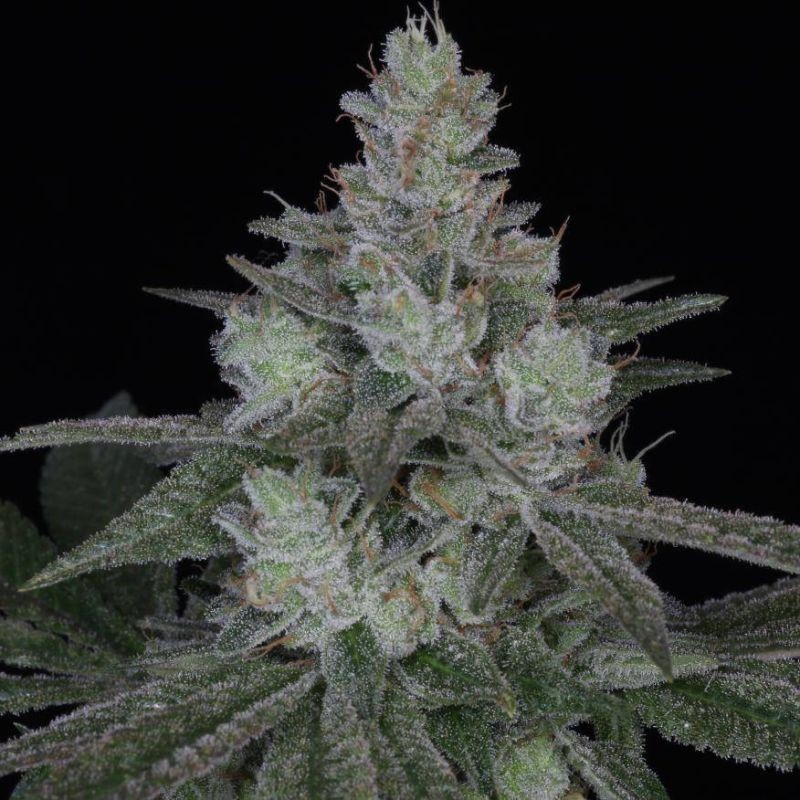 Nasiona marihuany Criminal - odmiana konopi