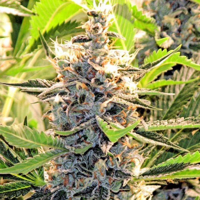 Nasiona marihuany Chempie - odmiana konopi