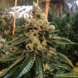 Nasiona marihuany Brain Cake - odmiana konopi