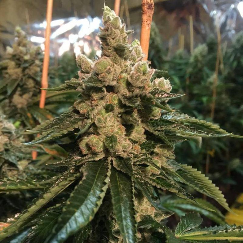 Nasiona marihuany Brain Cake - odmiana konopi