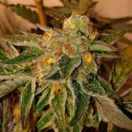 Nasiona marihuany Acid Dough - odmiana konopi